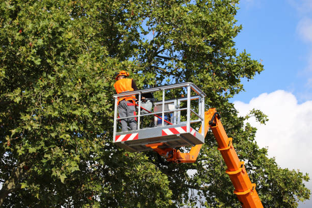 How Our Tree Care Process Works  in Krum, TX